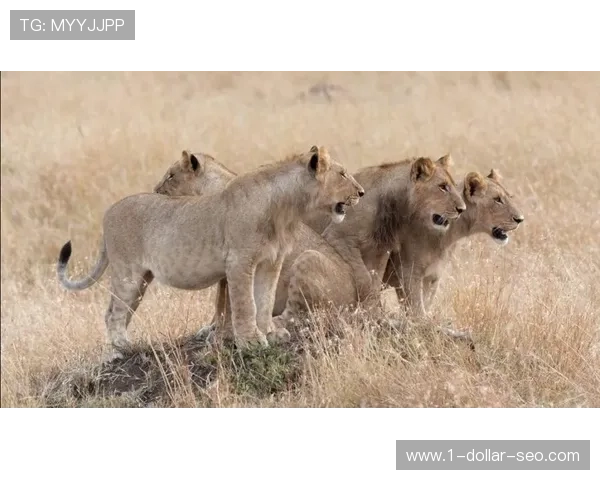 喀麦隆不可征服狮子 喀麦隆不可征服狮子